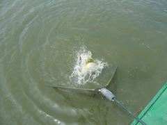 Moara Vlasiei 2 9 - 9 iun.